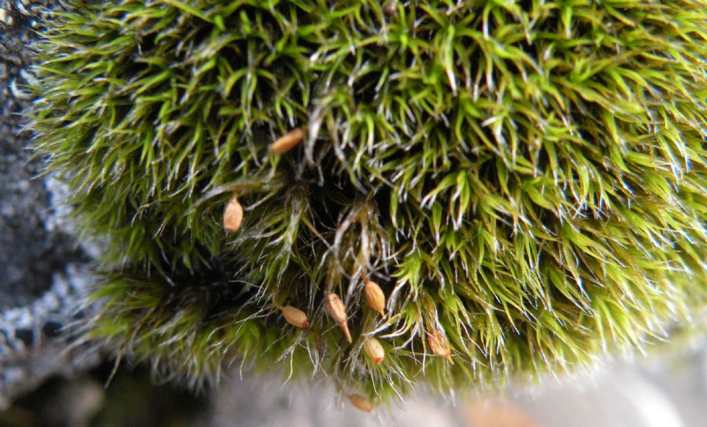 Grimmia sp dalla Val d''Aosta